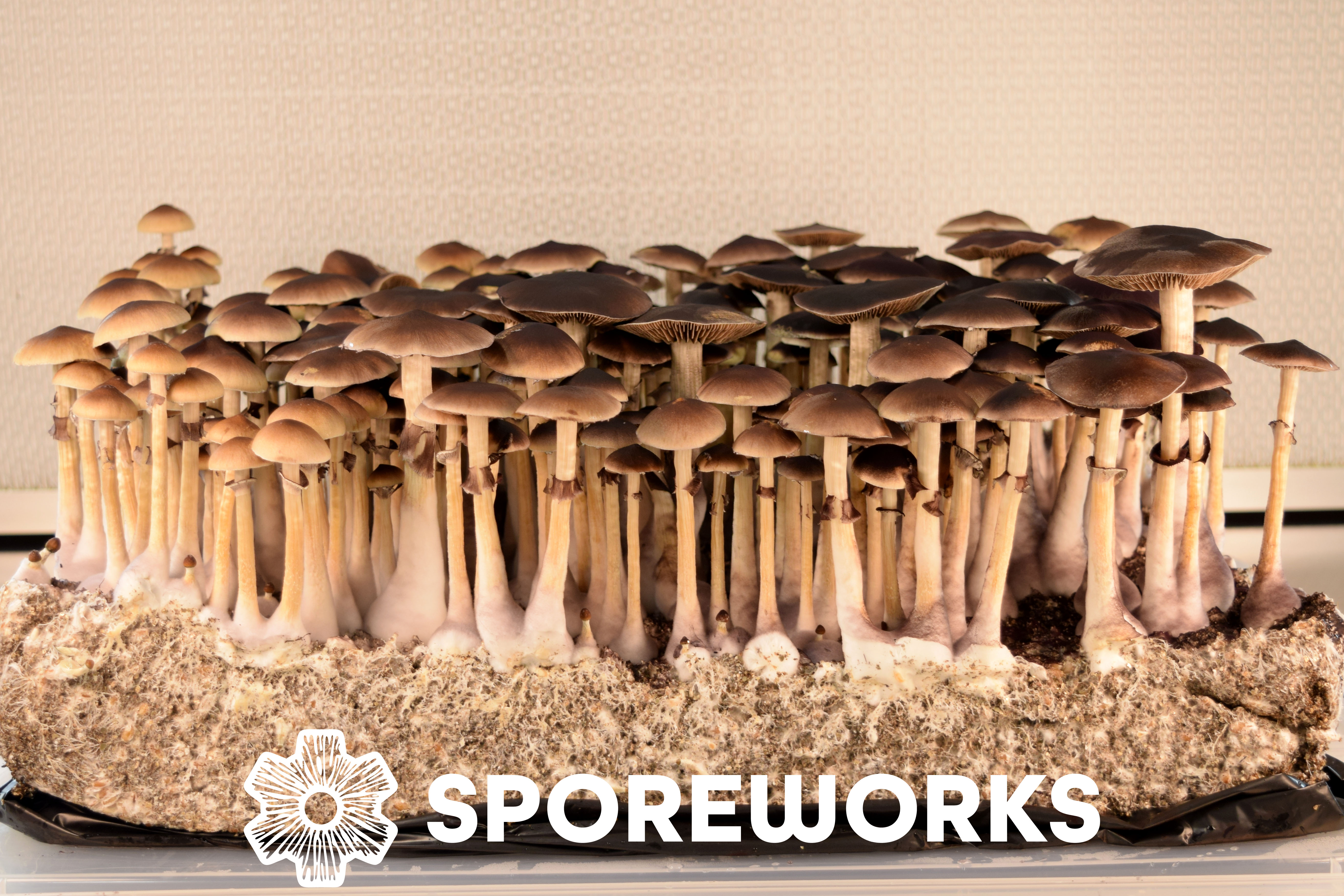Sporeworks.com